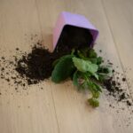 Piso Flotante Melamínico Waterproof Sandy Oak WP008 10mm con manta - Imagen 2